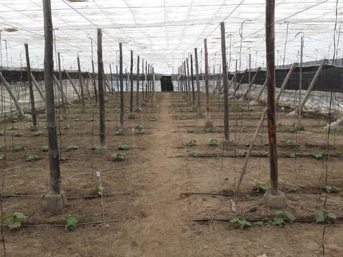 PRESTOP contra Fusarium, uno de los patógenos de raíz con más mortandad