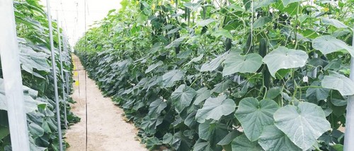 Cosecha sana y ecológica