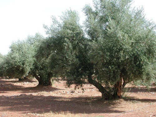 Andalucía convoca ayudas por 82 millones de euros para la industria agroalimentaria
