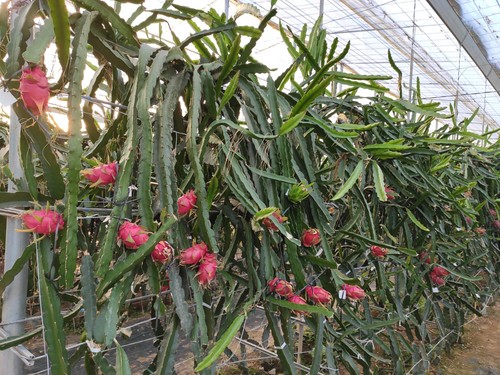 TECNOVA estudia nuevas variedades de pitahaya adaptadas al modelo Almería