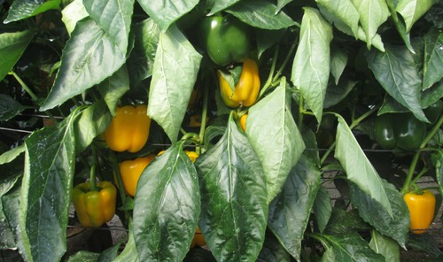 Autorización provisional en pimiento en producción integrada de formulados para el control de Spodoptera exigua