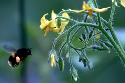 Treinta mil millones de insectos beneficiosos cuidan de la calidad de las frutas y verduras que consume Europa