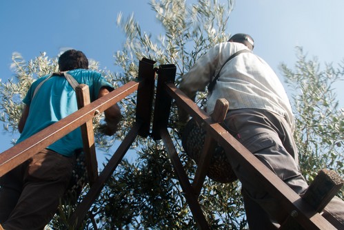 La Junta edita un folleto informativo con medidas para prevenir el COVID-19 destinadas a trabajadores y empresarios agrícolas