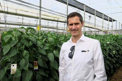 Biobest gana la batalla al pulgón