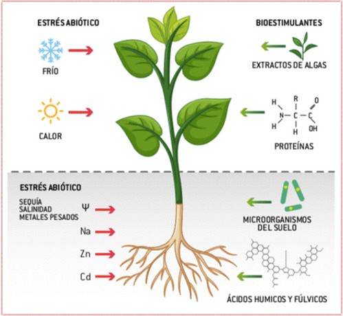 HEFESUM BR, la línea de bioestimulantes  del siglo XXI de Hefe Fertilizer