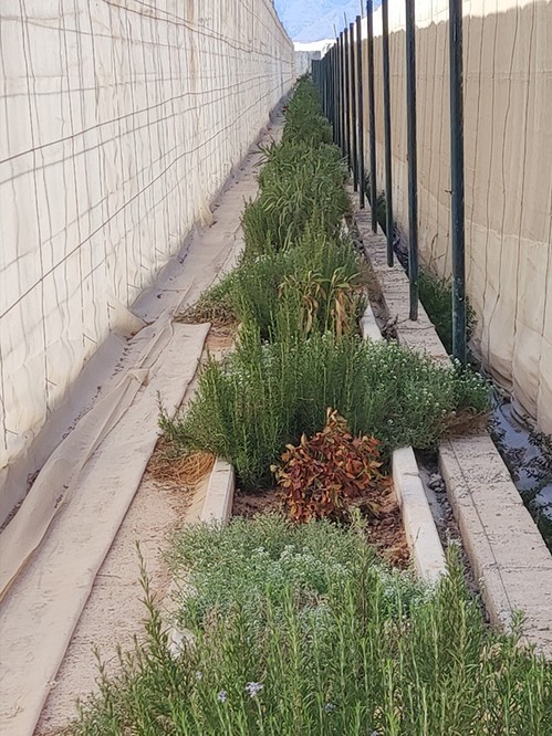 Control biológico como elemento clave para lograr más biodiversidad en el cultivo ecológico