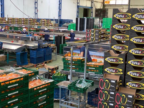 Import-Export Fruva crece a buen ritmo