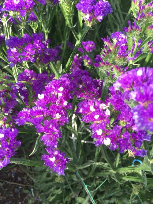 ASAJA recuerda que las ayudas para los productores de flor pueden solicitarse hasta el 5 de noviembre
