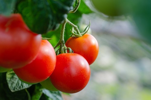 Noviembre trae una bajada generalizada del valor de los hortícolas en Almería