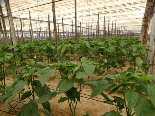 La Junta actualiza los requerimientos para una fertilización más sostenible en las zonas vulnerables a la contaminación por nitratos