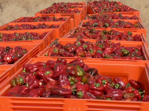 ASAJA recuerda que el sector agrario mantiene su actividad con normalidad