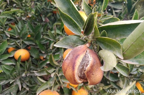 ASAJA pide a Agroseguro que indemnice los daños causados por rajado en cítricos