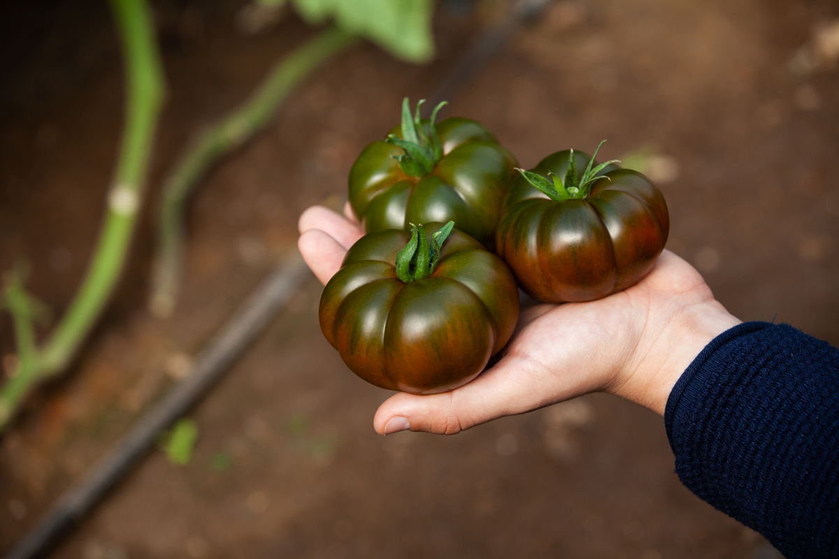 Grupo Agroponiente apuesta por el sabor con su nuevo tomate asurcado chocolate en exclusiva: ‘Marejada’