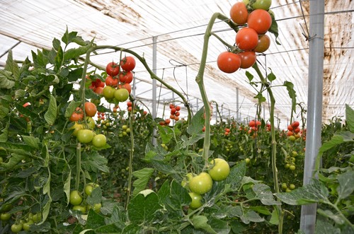 COAG Andalucía denuncia que la entrada de productos hortícolas de Marruecos está bajando de manera alarmante los precios