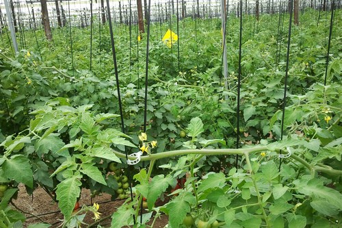 La rafia biodegradable como alternativa para hacer una agricultura más sostenible