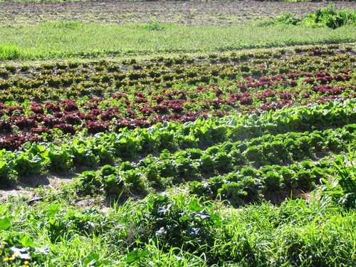 El 80% de las explotaciones agrarias ecológicas de Andalucía están especializadas en producción vegetal