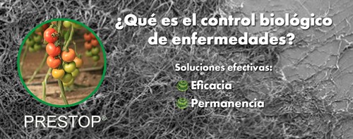 Estudio de la permanencia y desarrollo de Gliocadium Catenulatum (componente de PRESTOP®) en la superficie foliar de plantas de tomate