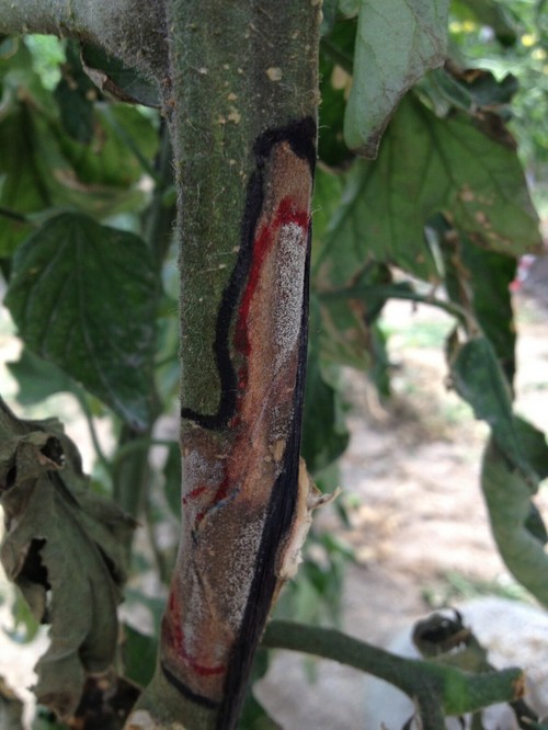 Prestop contra la botritis, la pudrición que más afecta a las hortícolas en condiciones de humedad y frío