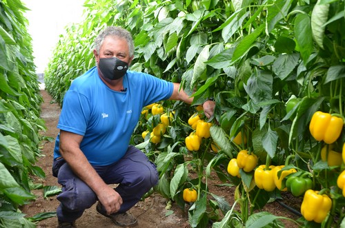 “Estoy seguro de que pocas variedades pueden competir con Eglantine”