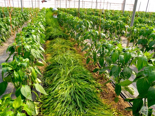 Recuperar la biodiversidad del suelo es imprescindible para garantizar la alimentación del futuro
