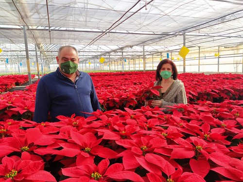 El 25% de las flores de Pascua que llegan a todo el país proceden de Almería