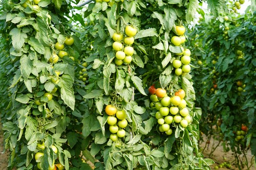 Arrecife y Cobalto, principales apuestas del catálogo de tomate de Zeraim para esta campaña