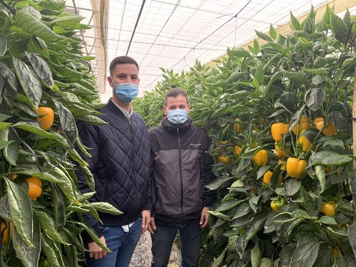 Coronado, una apuesta segura en California amarillo por su facilidad de cuaje, calidad y elevada producción