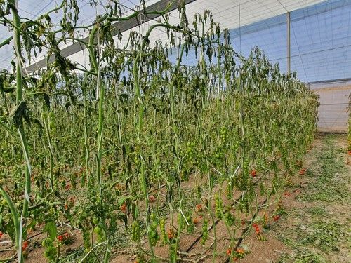 El frío intenso amenaza con desabastecer los mercados de frutas y hortalizas ante la falta de kilos en todos los productos