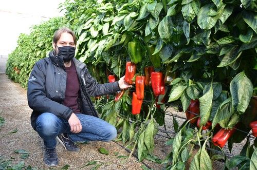Zeraim inaugura su catálogo de pimiento lamuyo con Cartavio y Vortex