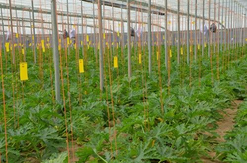 La consejera de Agricultura recuerda la importancia de tener suscrito un seguro agrario ante contingencias meteorológicas