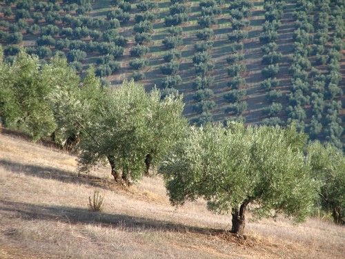 La Junta gestionará en 2021 más de 103 millones en ayudas dirigidas a potenciar la sostenibilidad y a conservar la biodiversidad