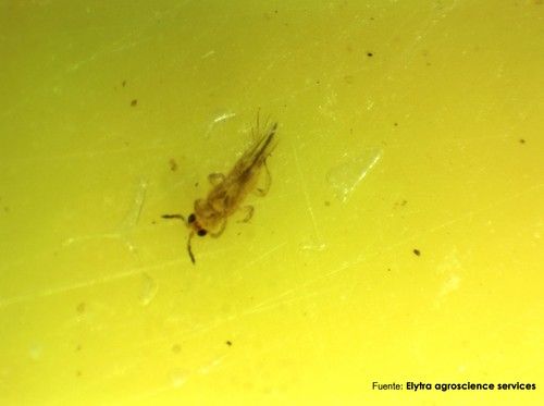 El estudio de biodiversidad del proyecto FruitCare ayuda a detectar una nueva plaga de trips en Huelva