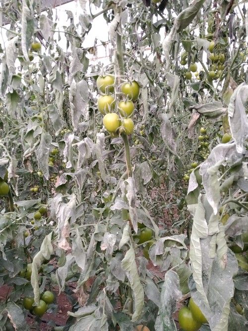 ASAJA recuerda que el seguro agrario cubre los daños por heladas