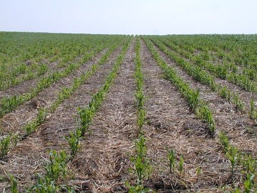La UE incluye la Agricultura de Conservación en el listado de eco-esquemas de la PAC por sus beneficios medioambientales