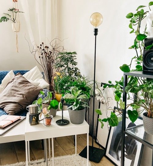 El sector de planta ornamental celebra que plantas y flores sean consideradas esenciales