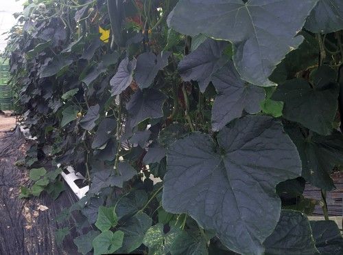 Blueleaf: elevada potencia radicular para vencer al invierno más duro