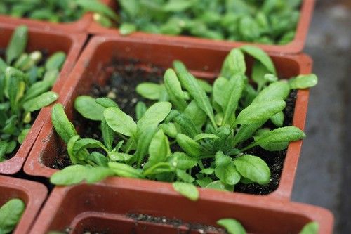 Los virus pueden evolucionar para beneficiar al organismo huésped