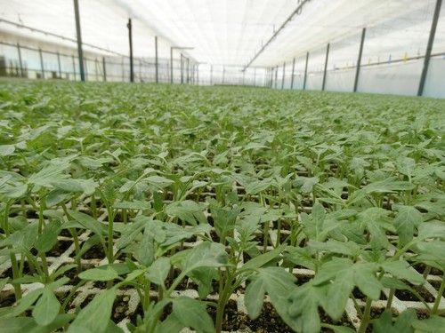 La delegación de Níjar de Semilleros Laimund aumenta los pedidos de hortícolas y espera salvar la campaña de ornamentales