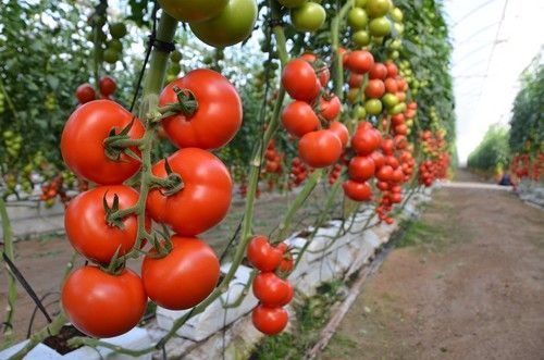 Prevención de enfermedades en tomate