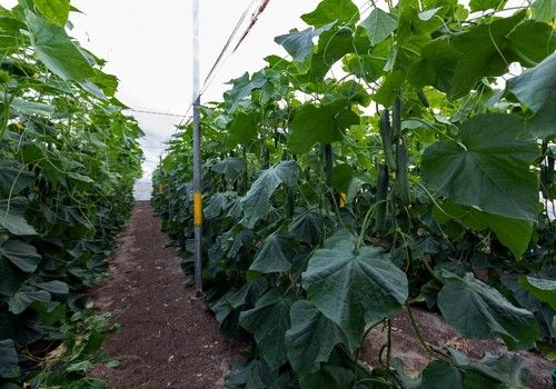 Abeto, con genética SmartQ, es la variedad de pepino holandés más eficaz contra el virus CGMMV