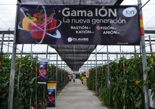 HM.CLAUSE abre esta semana su finca de pimiento y muestra su nueva generación de pimientos de la gama IÓN