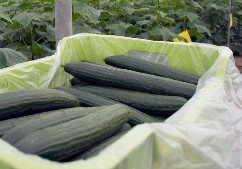 El pepino y la berenjena sacan pecho en las cotizaciones de esta semana