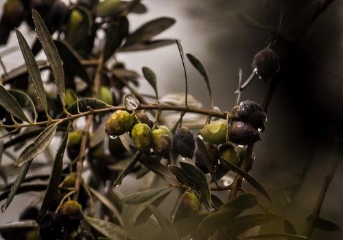 La Junta pide una reducción de módulos de IRPF extraordinaria para el campo andaluz en 2020