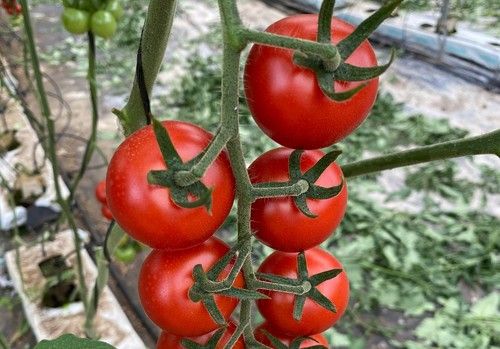 TomaTech cuenta con variedades con resistencia intermedia (IR) al virus rugoso del tomate (ToBRFV)