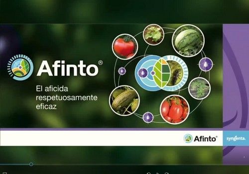 Afinto, el nuevo aficida de Syngenta respetuosamente eficaz contra pulgón