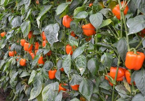 Ramiro Arnedo muestra pilares fundamentales de su catálogo de pimiento California en unas jornadas