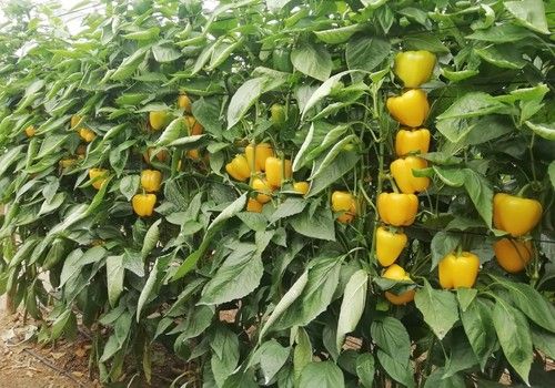 Ramiro Arnedo revoluciona su catálogo de pimiento con novedades en California, lamuyo y cónico