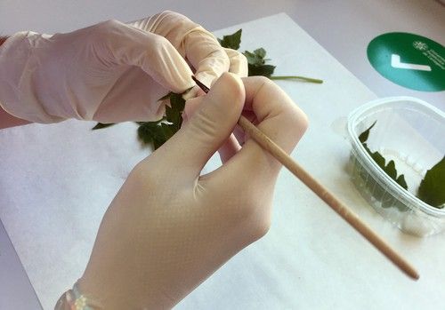 Estudio de la eficacia de Bacillus thuringiensis contra poblaciones de Tuta absoluta resistentes a diamidas