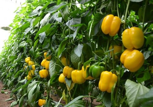 Herogra Especiales ayuda a descifrar las claves del cultivo de pimiento