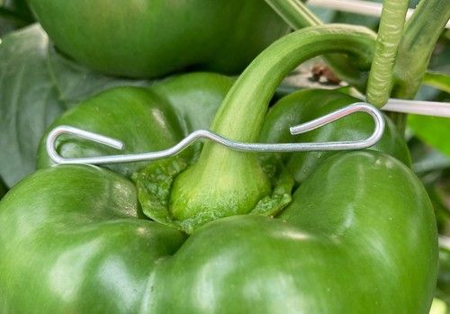 C.Navalón ofrece clips de pimiento con medidas personalizadas